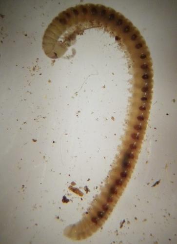 Proteroiulus fuscus